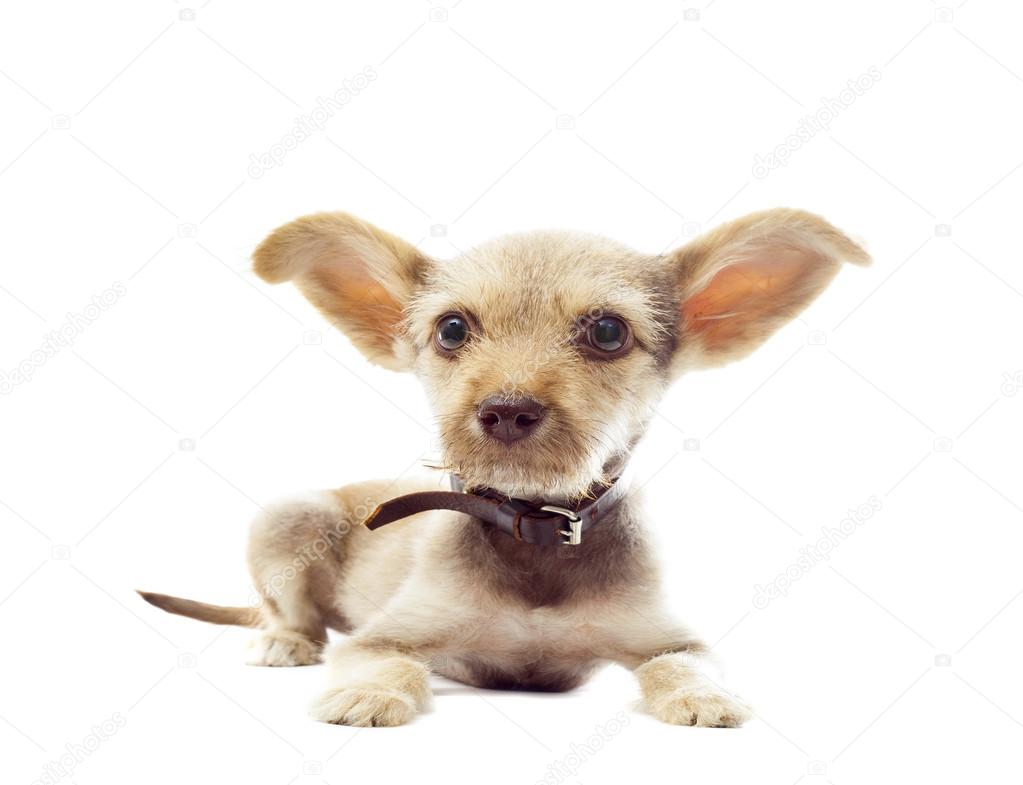 Funny puppy on a white background, distorted perspective