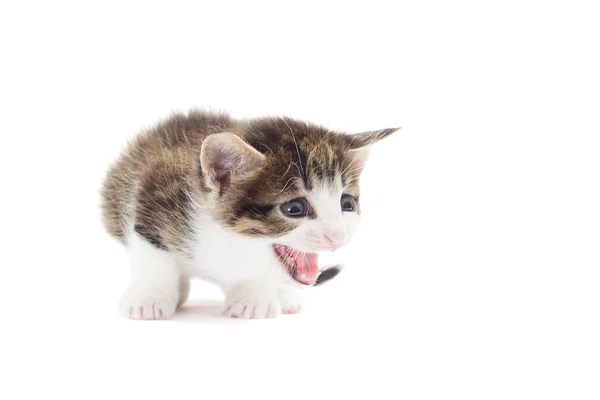 Cute kitten on a white background — Stock Photo, Image