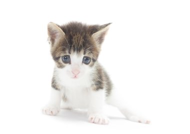 Beyaz arka planda sevimli bir kedi yavrusu.
