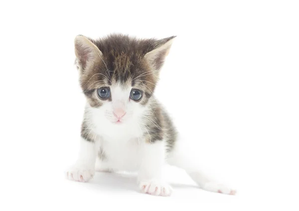 Beyaz arka planda sevimli bir kedi yavrusu. — Stok fotoğraf