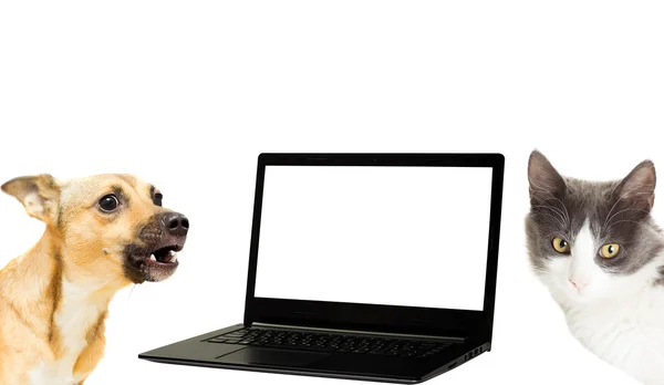 Een hond, een kat en een laptop — Stockfoto