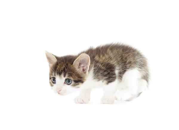 Gatinho se prepara para saltar sobre um fundo branco isolado — Fotografia de Stock