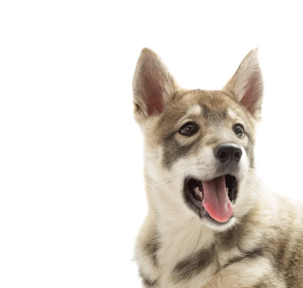 Huskies muzzle on a white background — Stock Photo, Image