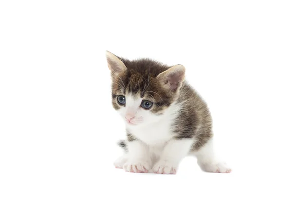 Gatinho bonito em um fundo branco isolado — Fotografia de Stock