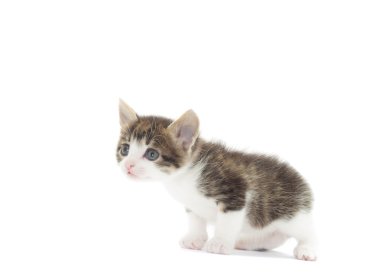 Beyaz bir arka plan üzerinde tatlı yavru kedi