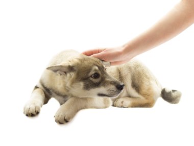 insan eli beyaz bir arka plan üzerinde bir köpek okşayarak