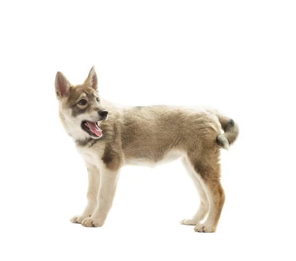Siberische husky pup staande op een witte achtergrond — Stockfoto