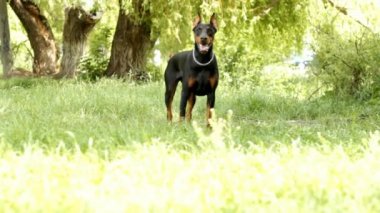 Yeşil çim oynak doberman