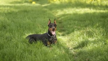 Yeşil çim oynak doberman