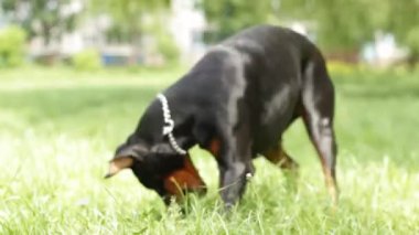 Yeşil çim oynak doberman