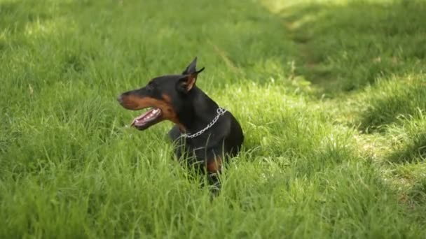 Doberman ludique dans l'herbe verte 