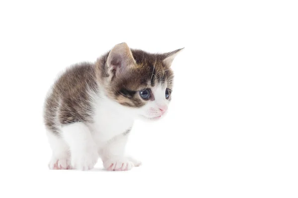 Kitten on a white background — Stock Photo, Image