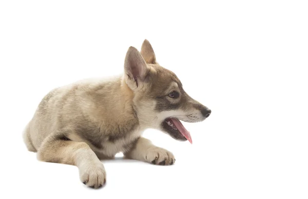 白い背景の上に横たわる面白いのハスキーの子犬 — ストック写真