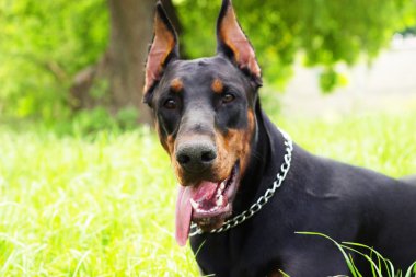 dilini dışarı asılı köpekle