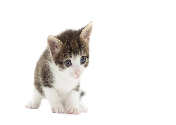 Gatinho em um fundo branco isolado — Fotografia de Stock