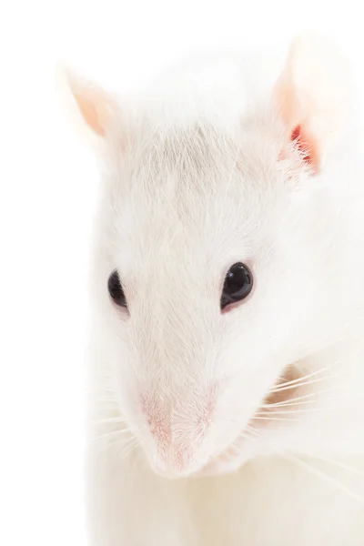 Beyaz fare, yakın çekim — Stok fotoğraf