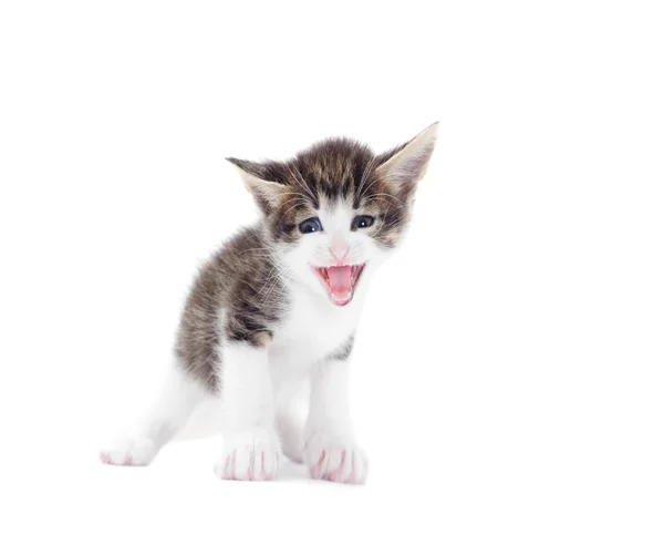 Funny kitten, distorted perspective — Stock Photo, Image