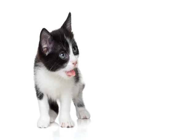 Komik kedi yavrusu — Stok fotoğraf