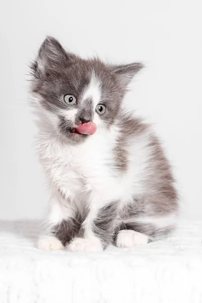 Pequeño gatito lamido —  Fotos de Stock