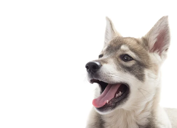 Huskykopf — Stockfoto