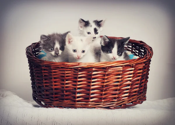 Gatitos en una cesta — Foto de Stock