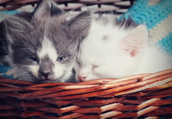 Gatinhos pequenos dormindo em uma cesta — Fotografia de Stock