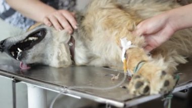 Ameliyatta bir veteriner Kliniği