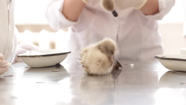 Swan chicks in veterinary clinic — Stock Video