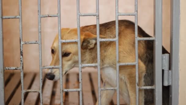 Змішана собака породи в клітці — стокове відео
