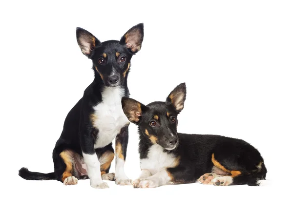 Pequeño cachorro miradas —  Fotos de Stock