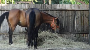 two horses eating hay