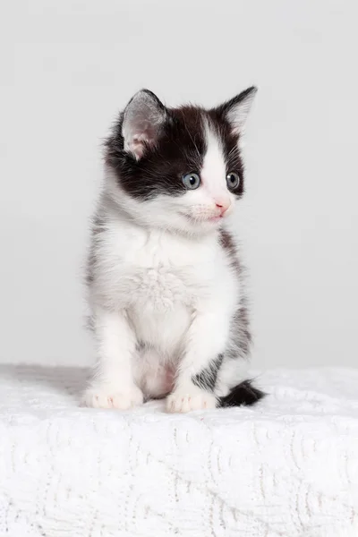 Kätzchen sieht aus — Stockfoto