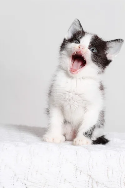 Kitten meowing — Stock Photo, Image