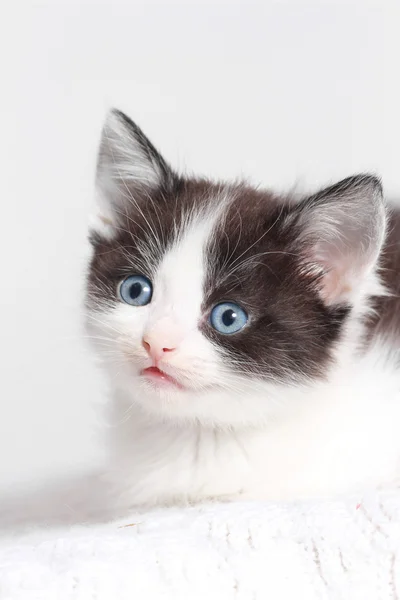 Kitten looks — Stock Photo, Image