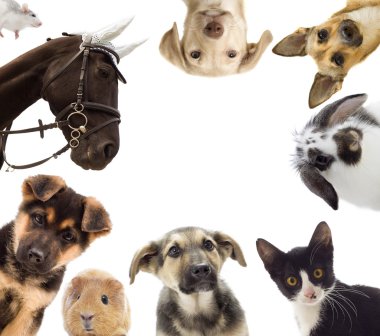 Köpek ve kedi ve eskiden şiling şimdi domuz 