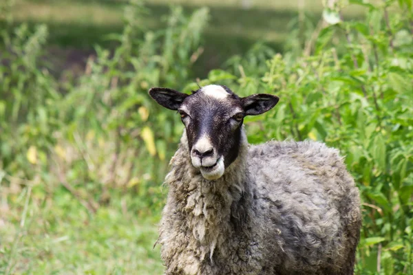 Lamb looking — 图库照片
