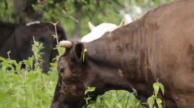 inek otlatmak alanında