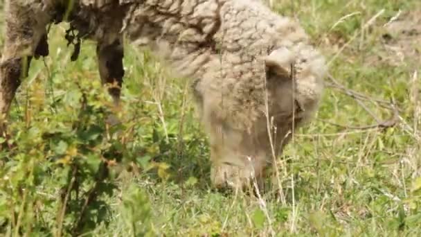 Primo piano del pascolo ovino — Video Stock