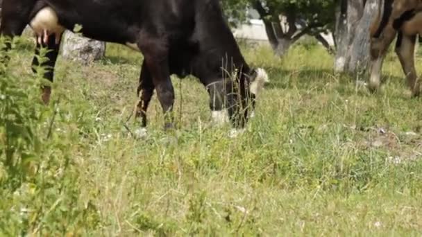 Les vaches paissent dans le champ 