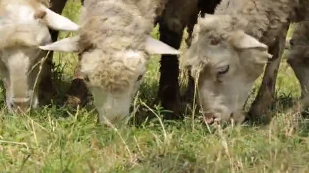 Sheep Graze closeup — Stock Video