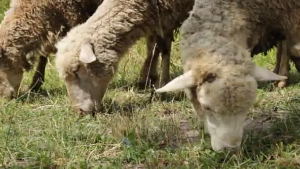 Moutons Paître gros plan 