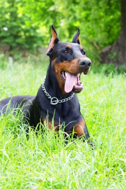 Otların arasındaki köpek