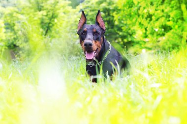 Otların arasındaki köpek