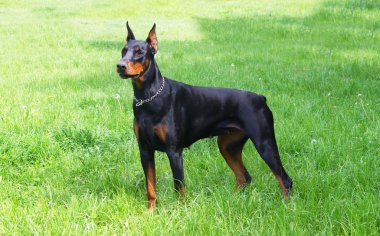 Otların arasındaki köpek