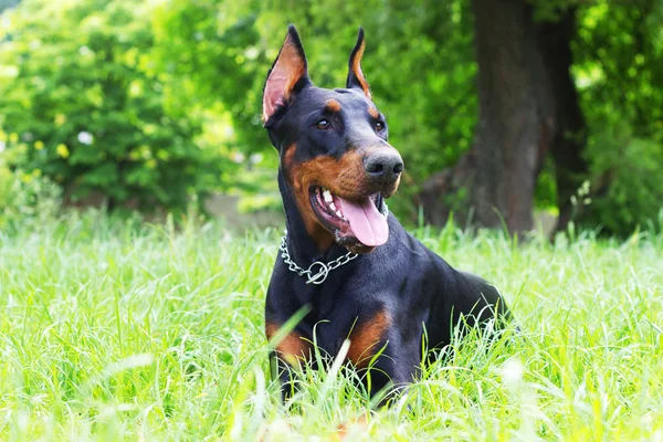 Hond in het gras — Stockfoto