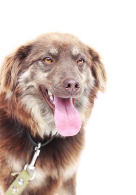 Beyaz bir arka plan üzerinde köpek