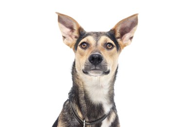 Beyaz bir arka plan üzerinde köpek