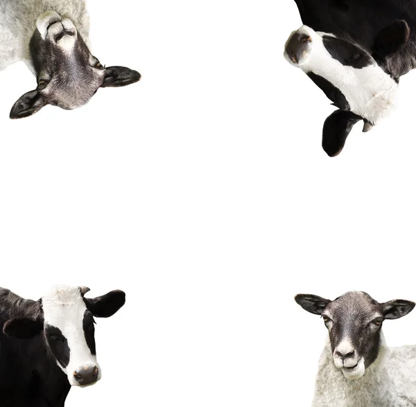 Cow and sheep — Stock Photo, Image