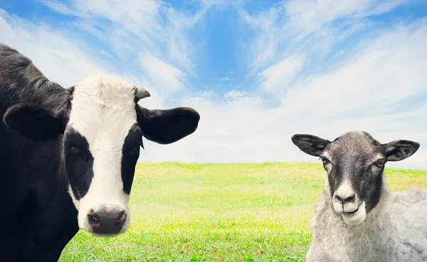 Cow and sheep grazing — Stock Photo, Image