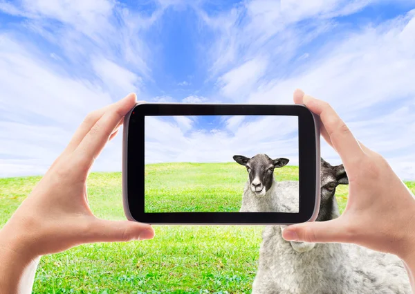 Take a photo of sheep — Stockfoto